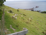 Sheeps everywhere