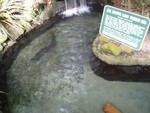 2.5 meter long eel