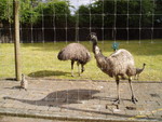 Ostrich