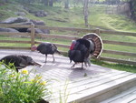 Happy Thanksgiving!